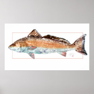 Póster Poster de los salmones