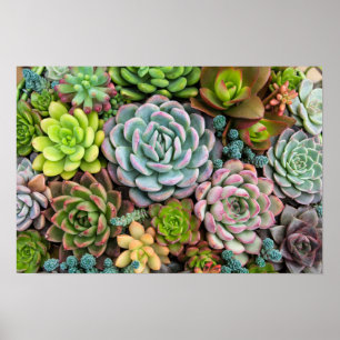 Póster Poster de los Succulents del cactus
