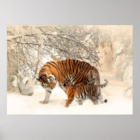 Poster de los tigres de invierno