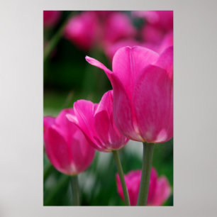 Póster Poster de los tulipanes