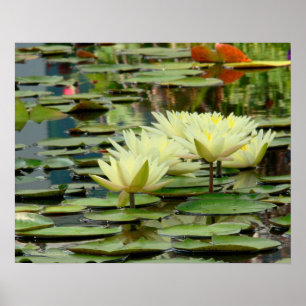 Póster Poster de Lotes de Lotus Amarillo y Lily Pads