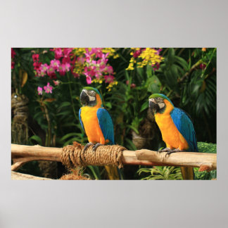 Póster Poster de macao azul y amarillo