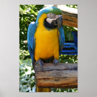 Póster Poster de macao azul y oro personalizable