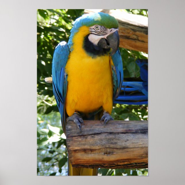 Póster Poster de macao azul y oro personalizable (Frente)