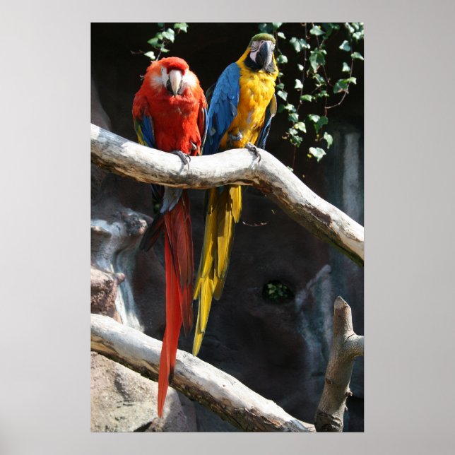 Póster Poster de Macaws (Frente)
