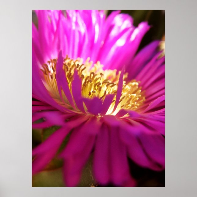 Póster Poster de macros de flor de naturaleza más próximo (Frente)