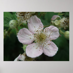 Póster Poster de macros de la flor de Blackberry