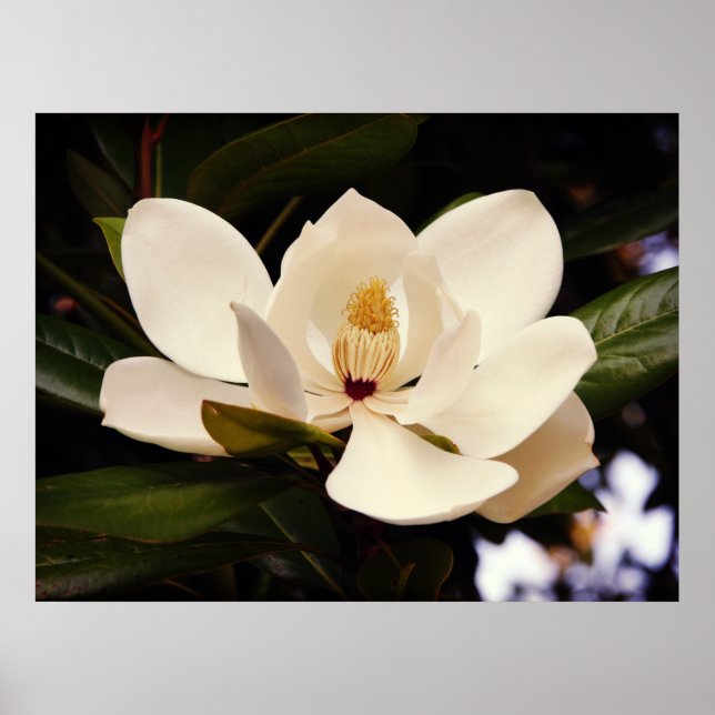 Póster Poster de magnolia blanca en flor (Frente)
