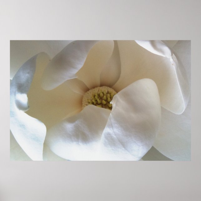 Póster poster de magnolia de 36" x 24", poster de mate de (Frente)