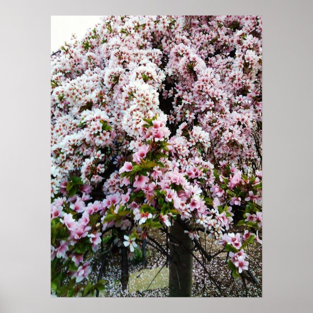 Póster Poster de Magnolia Japonesa de PRIMAVERA ROSA (Frente)