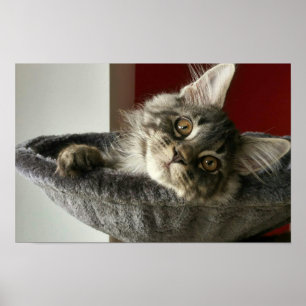 Póster Poster de Maine Coon Kitten