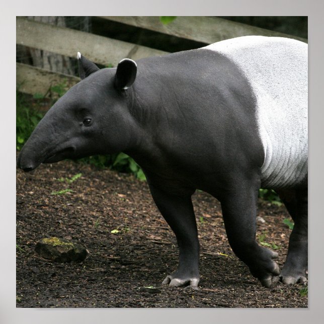 Póster Poster de Malayan Tapir (Frente)