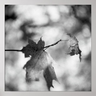 Póster Poster de Maravilla de Otoño Blanco y Negro