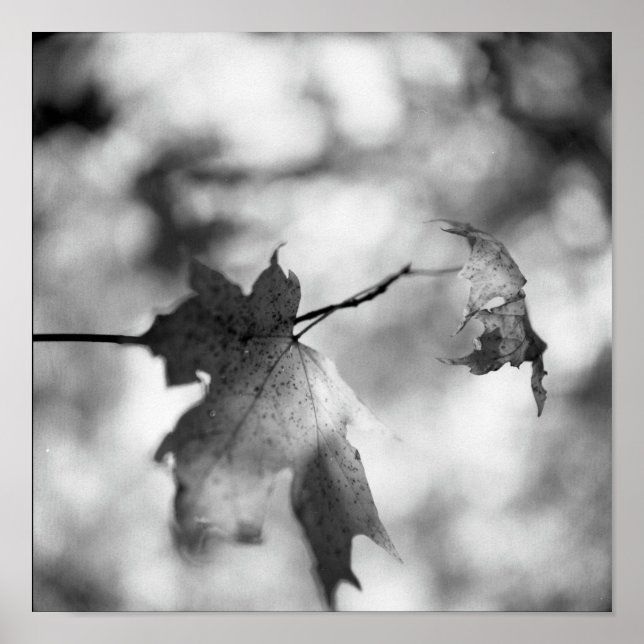 Póster Poster de Maravilla de Otoño Blanco y Negro (Frente)
