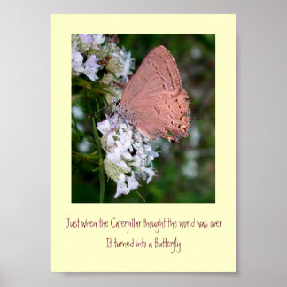 Póster Poster de mariposa