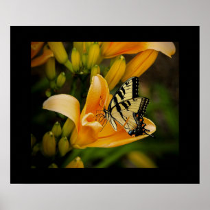 Póster Poster de mariposa