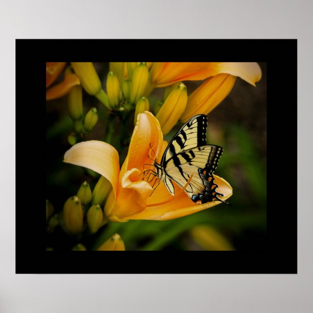 Póster Poster de mariposa (Frente)