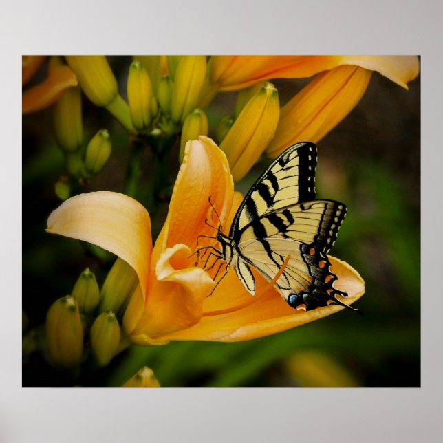 Póster Poster de mariposa (Frente)