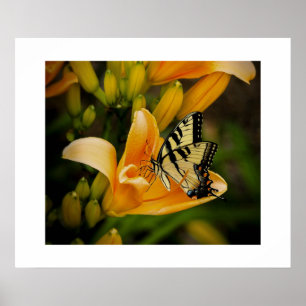 Póster Poster de mariposa