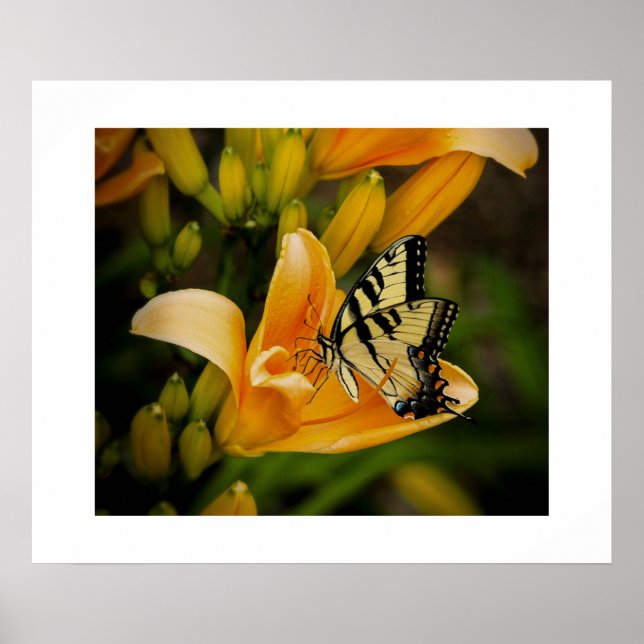 Póster Poster de mariposa (Frente)