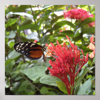 Póster poster de mariposa1