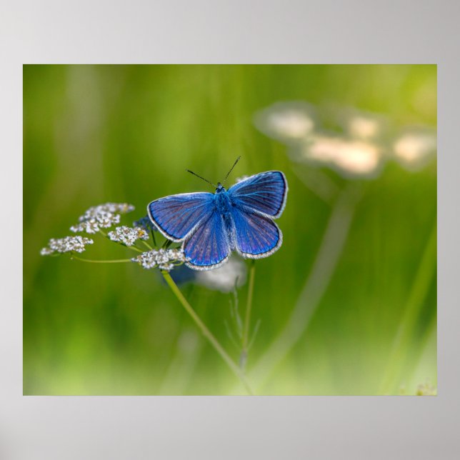 Póster Poster de mariposa azul (Frente)