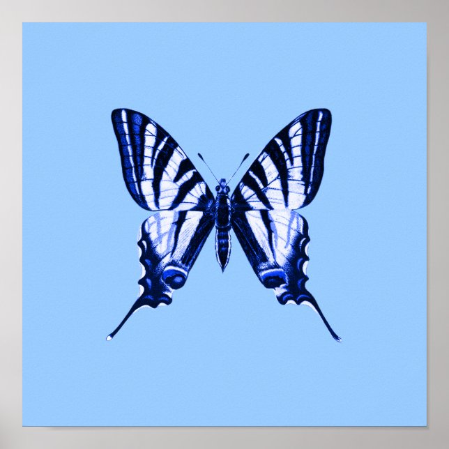 Póster Poster de mariposa azul (Frente)