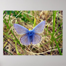 Póster Poster de mariposa azul común