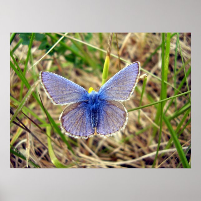 Póster Poster de mariposa azul común (Frente)