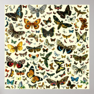 Póster Poster de mariposa colosal