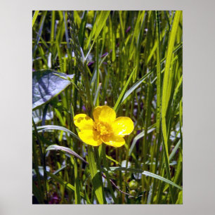 Póster Poster de mariposa de Cheup