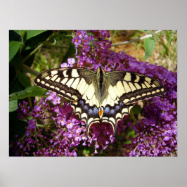 Póster Poster de mariposa de cola Swallowtail