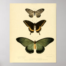 Poster de mariposa de época