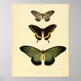 Póster Poster de mariposa de época