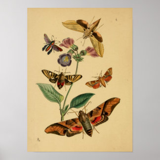 Póster Poster de mariposa de época