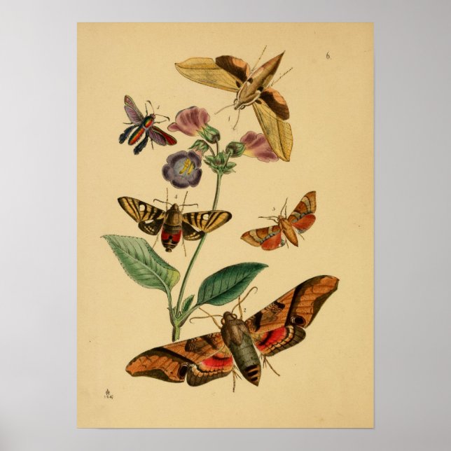 Póster Poster de mariposa de época (Frente)