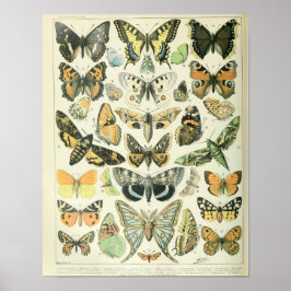 Póster Poster de mariposa de época