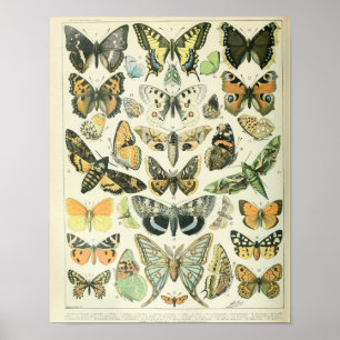 Póster Poster de mariposa de época