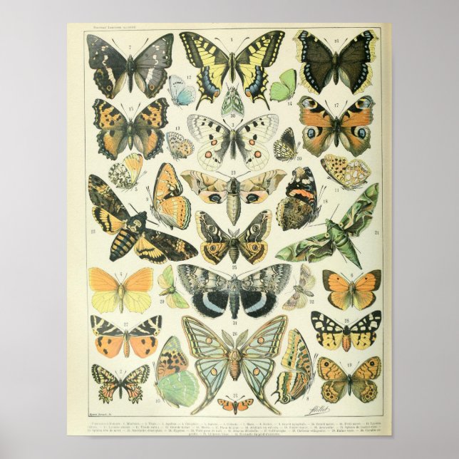 Póster Poster de mariposa de época (Frente)