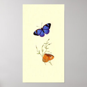 Póster Poster de mariposa de época