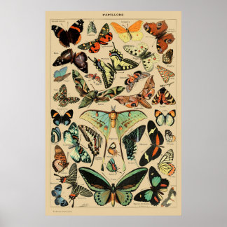 Póster Poster de mariposa de época imprime insectos de ar