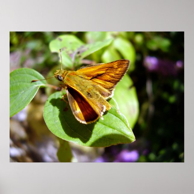 Póster Poster de mariposa de esquiador pequeño (Frente)