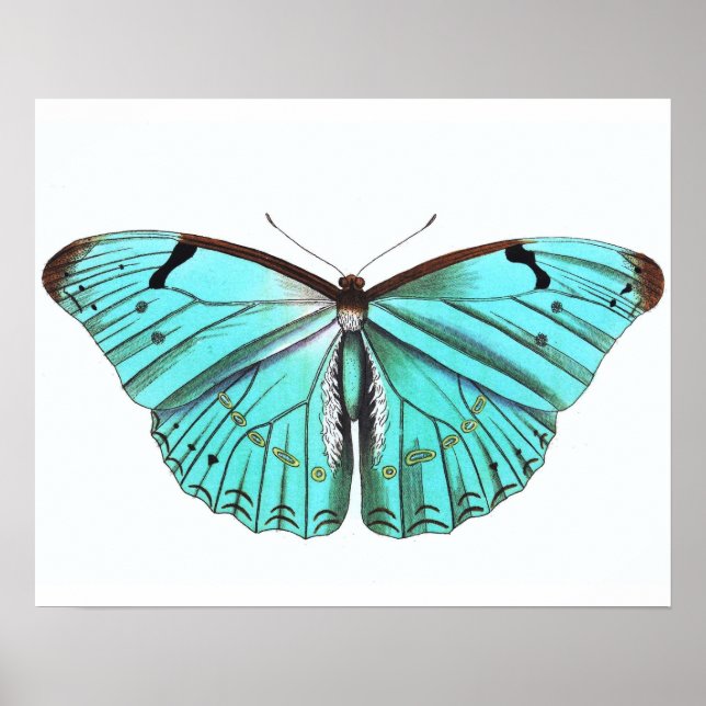 Póster Poster de mariposa de vintage Turqoise Blue (Frente)