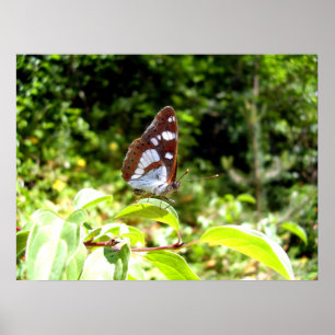 Póster Poster de mariposa del almirante blanco del sur