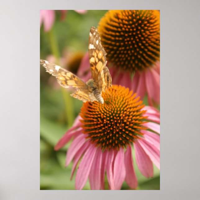 Póster Poster de mariposa monarca (Frente)