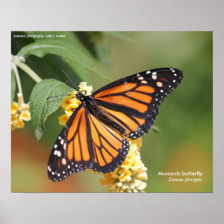 Póster Poster de mariposa monarca
