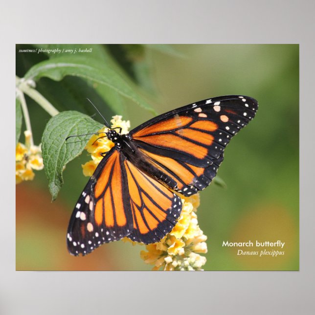 Póster Poster de mariposa monarca (Frente)
