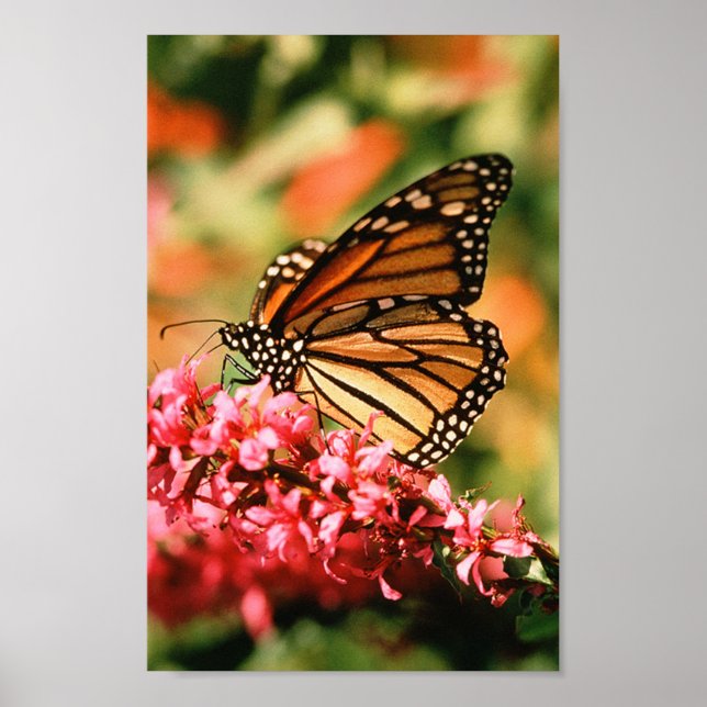 Póster Poster de mariposa monarca (Frente)