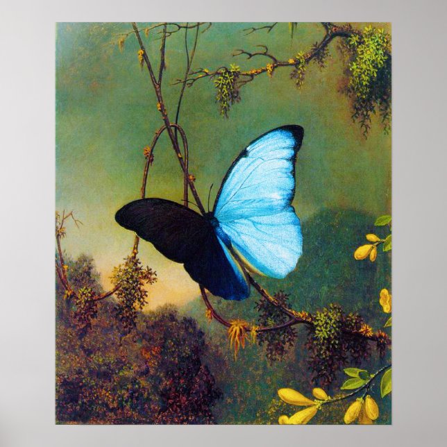 Póster Poster de mariposa morfa azul (Frente)