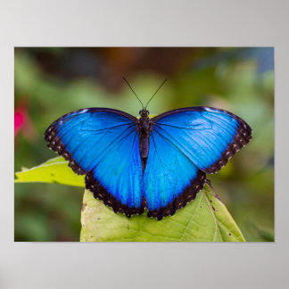 Póster Poster de mariposa morfo azul